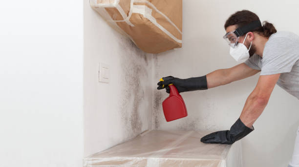 Professional Black Mold Removal technician working in Waldorf, MD