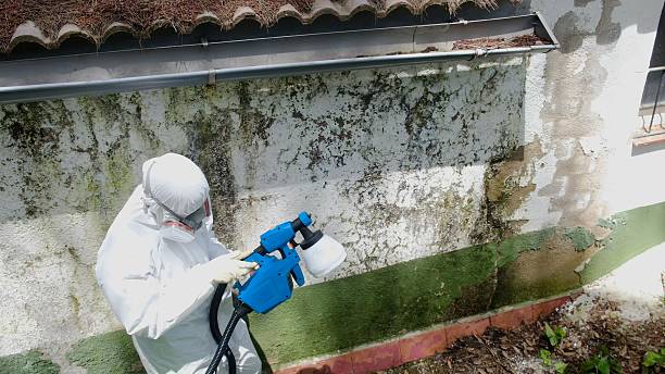 Trusted Black Mold Removal service in Waldorf, MD - Cheap Mold Removal